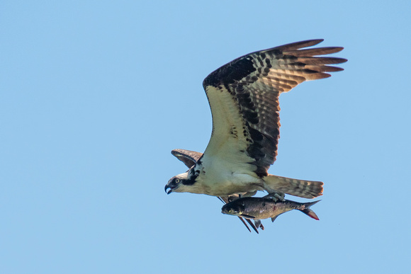 Osprey flying with shad