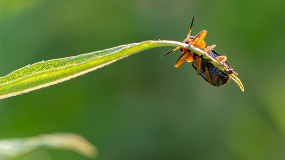 Beetle on leaf tip, Powhatan SP