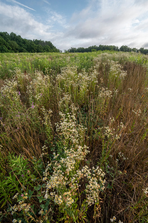 Wildflower field, Powhatan SP
