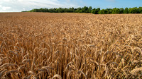 Edge of winter wheat field