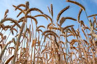 Winter wheat, Powhatan SP