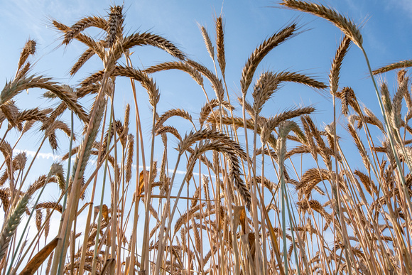 Winter wheat, Powhatan SP