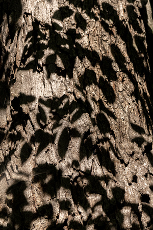 Shadows on trunk, Powhatan SP