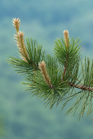New growth of pine