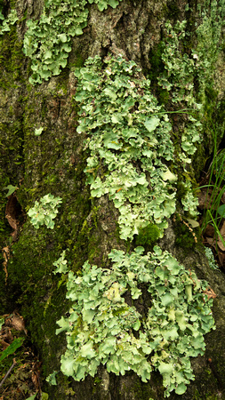 Lichens at base of tree