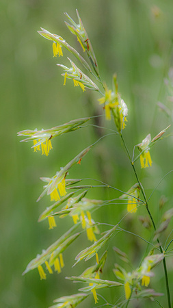 Grass flowers, Shenandoah NP