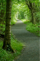 Limberlost Trail, Shenandoah NP