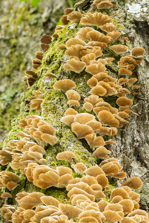 Turkey Tail fungi