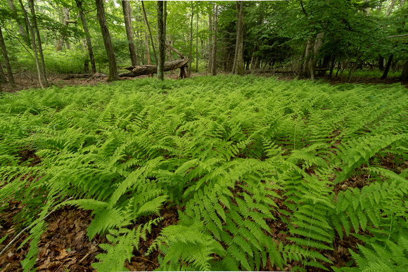 Forest floor with ferns