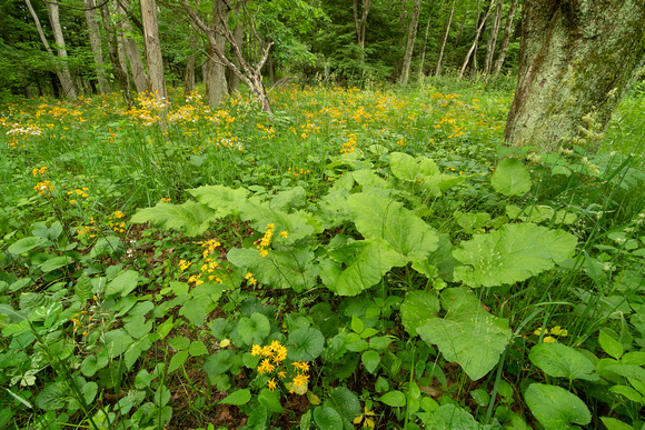 Forest floor with wildflowers, Limberlost Trail, Shenandoah NP