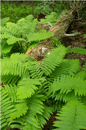 Log with ferns