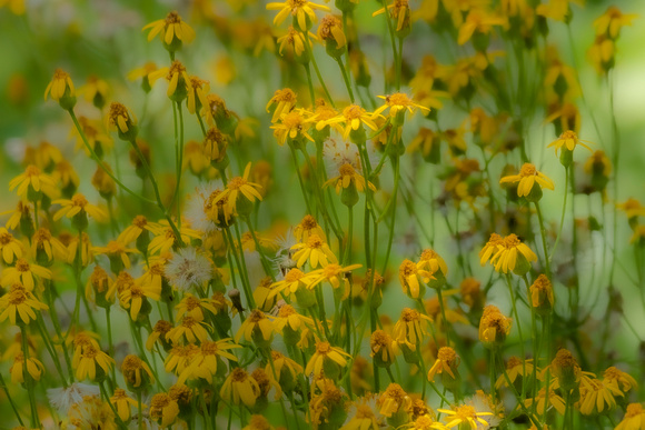 Golden Ragwort in Shenandoah NP