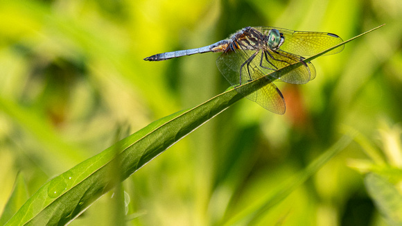 Blue Dragonfly, Pocahantas SP