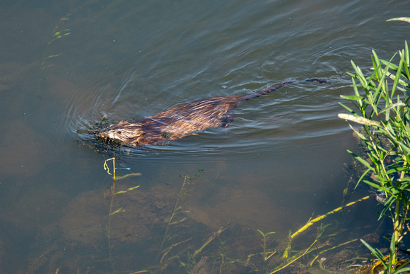Muskrat with nesting material