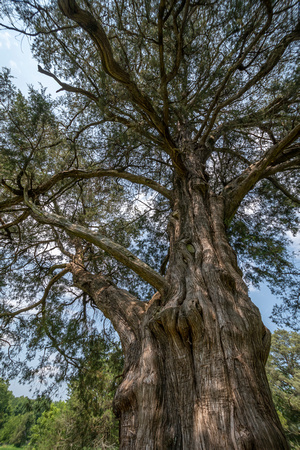 Eastern Red Cedar in Chippokes Plantation SP, Surry
