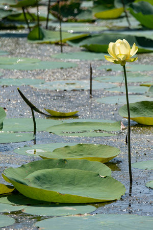 American Lotus in Virginia Beach Lotus Park