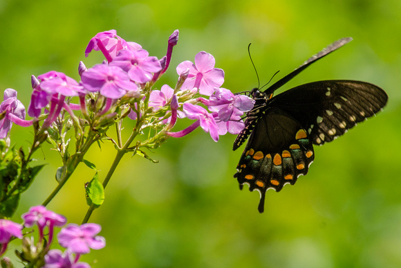 Black swallowtail on Phlox flowers along Buck Hollow (Applachian) Trail, Shenandoah National Park