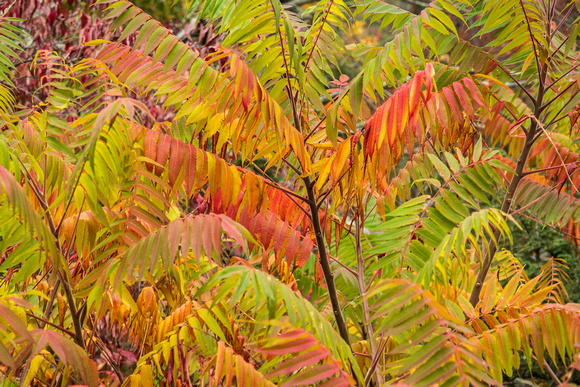 Staghorn Sumac in Fall along the Blue Ridge Parkway
