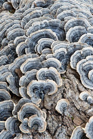 Turkey Tail mushrooms, George Washington National Forest