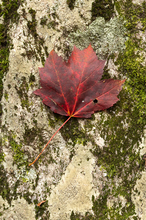 Red maple leaf on granite, Blue Ridge Parkway