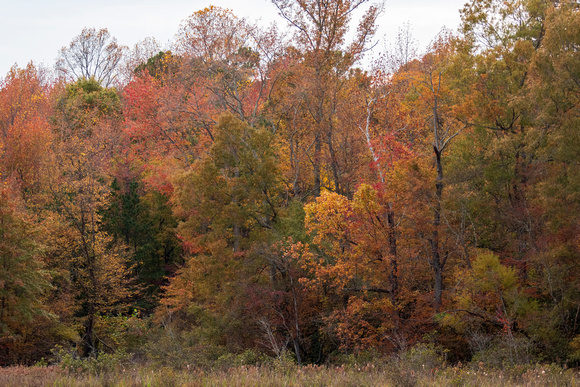Fall forestscape at Tuckahoe Creek, Henrico