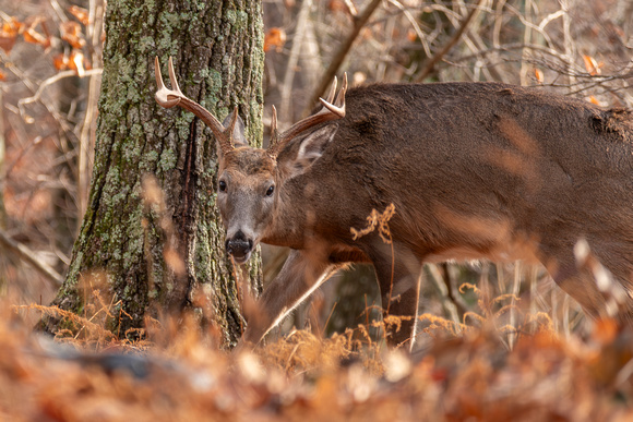Nine-point Whitetail Deer buck, Shenandoah National Park