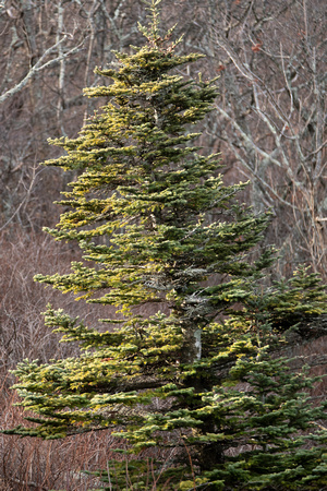 Balsam Fir - a rare Virginia mountain conifer