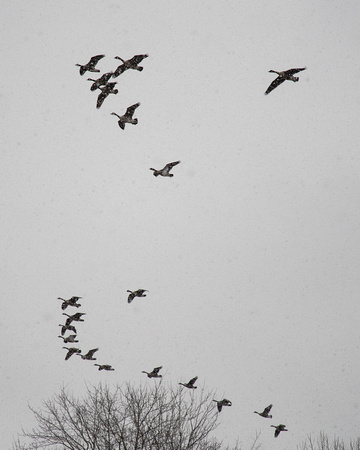 Canada Geese in snow, Tuckahoe Creek - Henrico