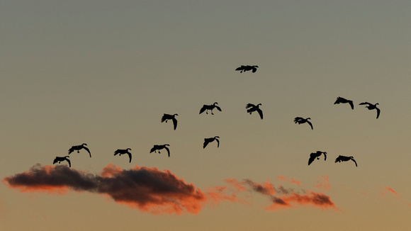 Canada geese coming in to roost at sunset, Tuckahoe Creek, Henrico