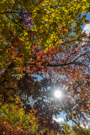 Fall foliage diversity & sunstar