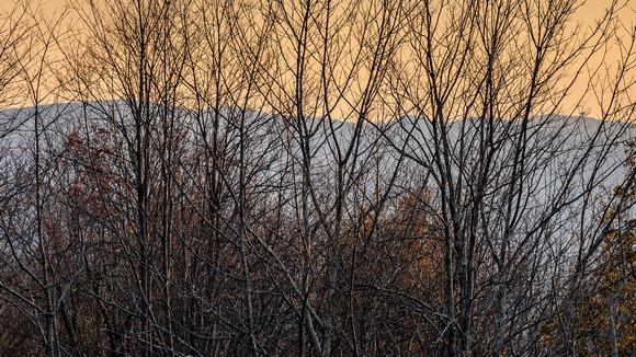 Bare trees at Fall sunset