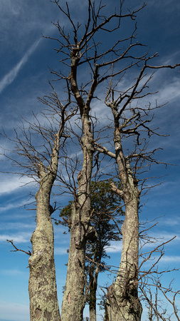 Bare trees and high clouds,Shenandoah NP