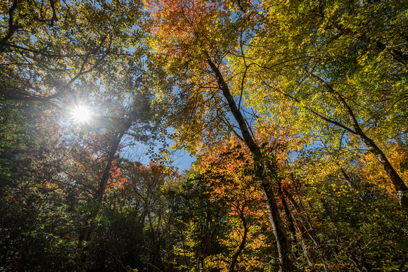 Sunstar in Fall forest