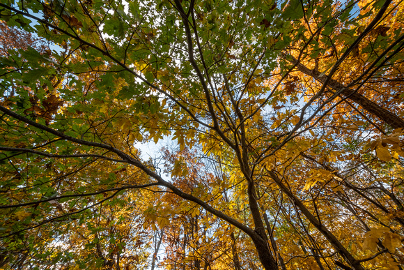 Fall canopy