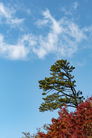 Pine, maple and clouds, Shenandoah National Park