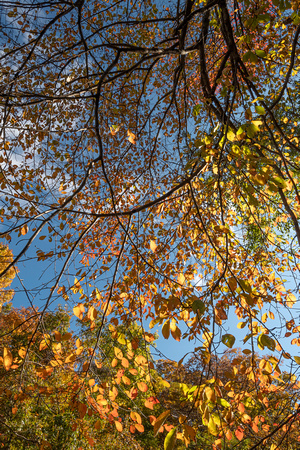 Fall foliage and sky