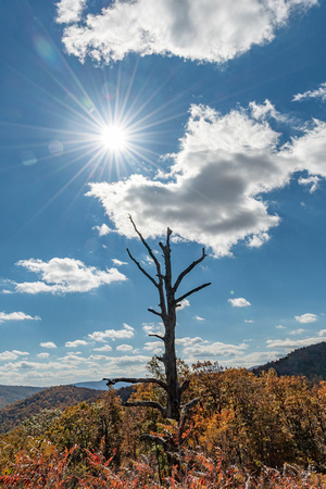 Dead hemlock and sunstar, Shenandoah National Park