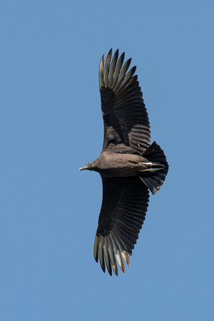 Black Vulture - Great Falls NP