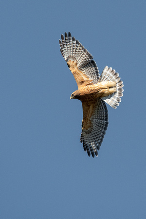 Red-shouldered Hawk, Great Falls NP