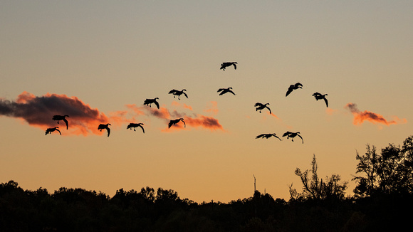 Canada Geese coming in to roost, Tuckahoe Creek, Henrico
