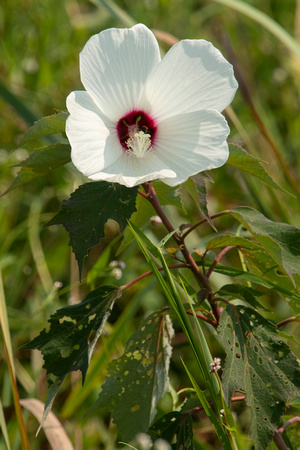 Hairy-fruited Hibiscus