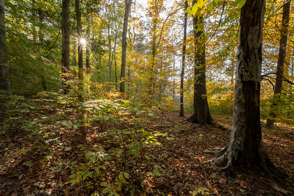 Fall forest interior in Pocahantas State Park