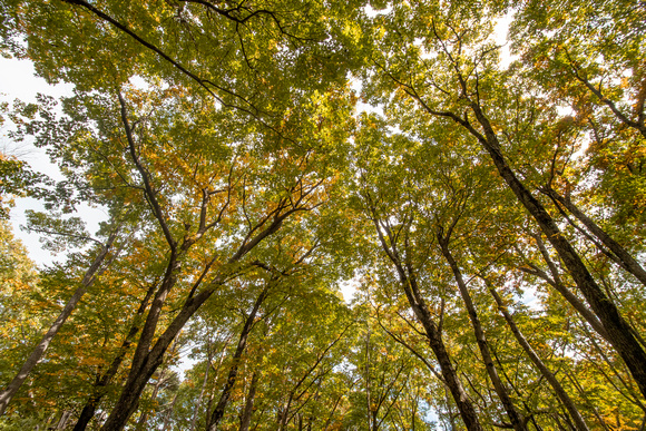 Fall canopy on Limberlost Trail, Shenandoah NP