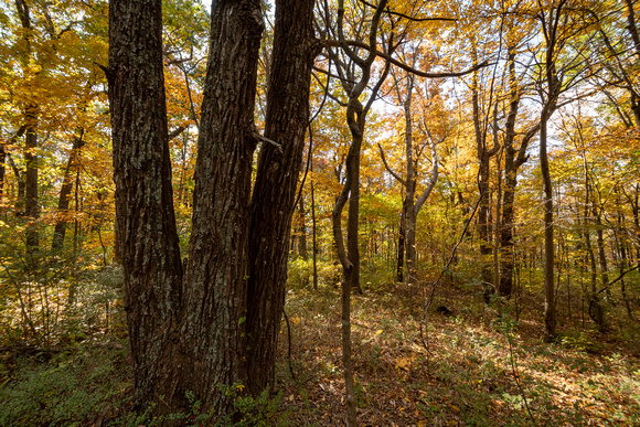 Fall in the forest, McCormick Gap in Shenandoah NP