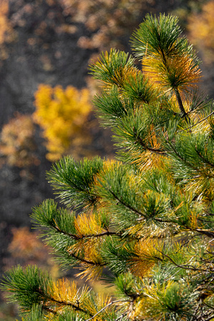 Pine branch tips and Fall foliage