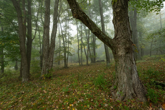 Foggy forest morning near Naked Creek Overlook, Shenandoah NP