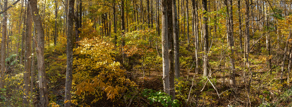 Fall forest panorama near Simmons Gap, Shenandoah National Park