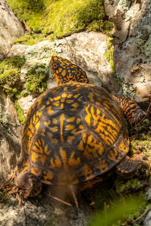 Male box turtle
