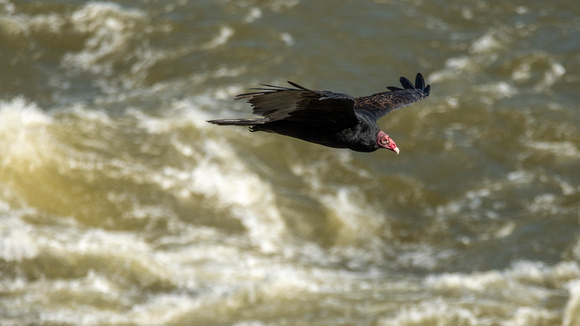 Turkey Vulture, Great Falls NP