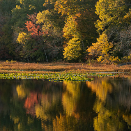 Fall foliage around Beaver Lake